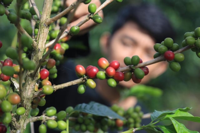 Ilustrasi pohon kopi di Aceh Tengah. Foto: Suparta/acehkini 
