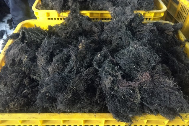Rumput laut kering produksi Koperasi Mina Agar Makmur