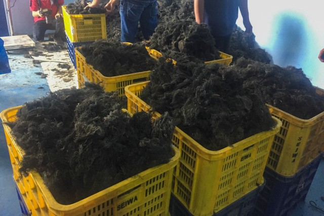 Rumput laut kering produksi Koperasi Mina Agar Makmur
