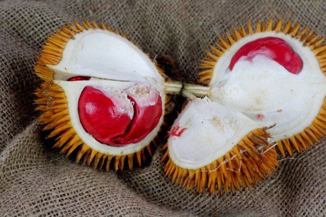 Ilustrasi durian merah Foto: dok.shutterstock