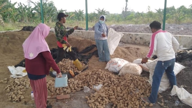 Aktivitas seleksi biji ulin di persemaian permanen BPTH. Foto: Dishut Kalsel