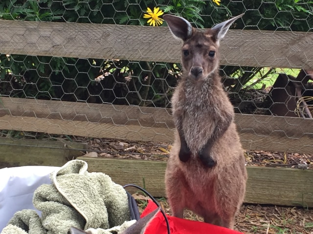 Bayi kanguru di Sunflowers Animal Farm dan Farmstay yang berhasil diselamatkan dari kecelakaan. Foto: Ahmad Romadoni/kumparan