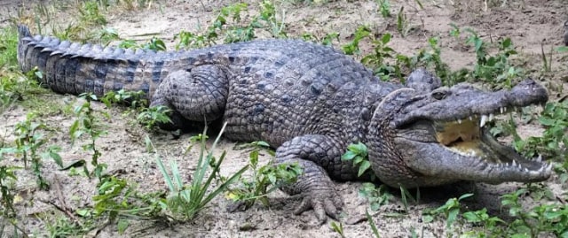 Buaya Crocodylus halli
