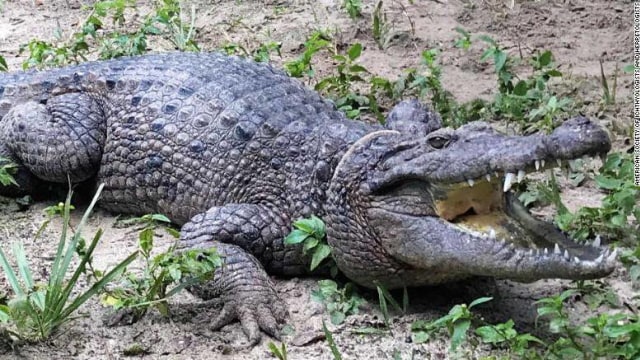 Spesies buaya Crocodylus halli. Foto: American Society of Ichthyologists and Herpetologists