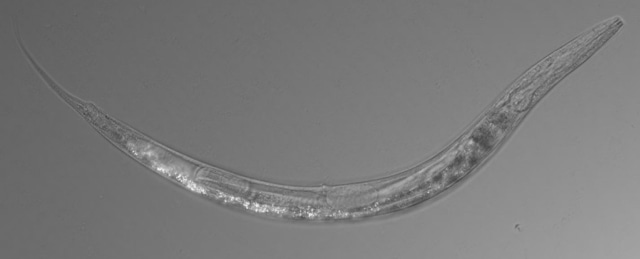 Spesies baru cacing bernama Auanema sp. Foto: Caltech