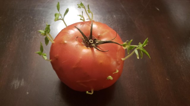 Foto: tomat yang mengalami vivipar