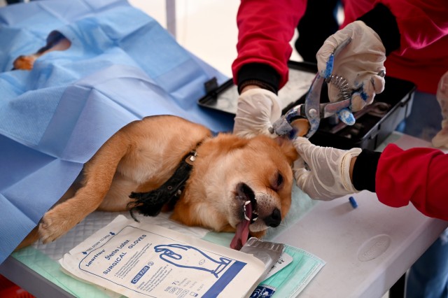 Petugas kesehatan mengebiri seekor anjing saat program vaksinasi untuk mencegah rabies di desa Benoa di Kabupaten Badung, Bali , Sabtu (28/9/2019). Foto: SONNY TUMBELAKA / AFP