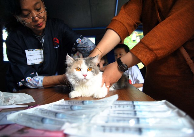 Dokter hewan memberikan vaksin rabies pada hewan peliharaan saat peringatan Hari Rabies Sedunia 2019 di Taman Ekspresi, Kota Bogor, Jawa Barat, Sabtu (28/9/2019). Foto: ANTARA FOTO/Arif Firmansyah