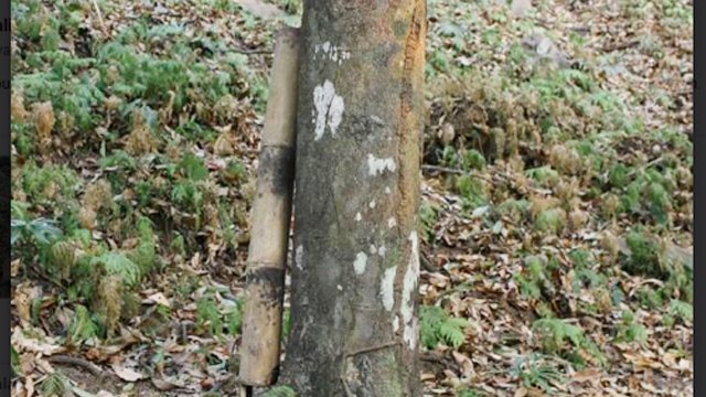 Infus bambu yang digunakan petani di Kabupaten Siau Tagulandang Biaro (Sitaro), Sulawesi Utara, untuk menjaga ketersediaan air untuk tanaman pala yang menjadi komoditi unggulan pertanian di daerah kepulauan tersebut
