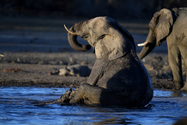 Ilustrasi gajah. Foto: AFP/MONIRUL BHUIYAN