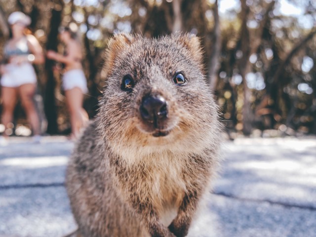 Lucunya Quokka bermain di taman Discovery Rottnest. Foto: Shutterstock