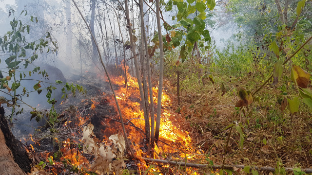 Kebakaran di Hutan Lindung Egon Ilinmedo pada Senin (30/9)pagi. Foto: Mario WP Sina,florespedia.