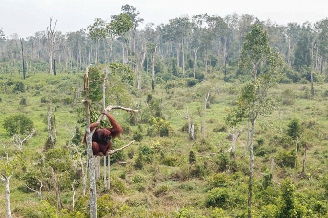 Junai hanya bisa terdiam di atas pohon. Foto: Dok IAR Indonesia