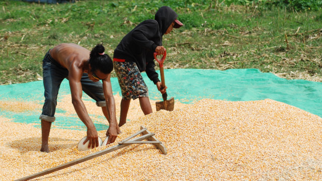 Contoh Kearifan Lokal Dalam Pelestarian Lingkungan