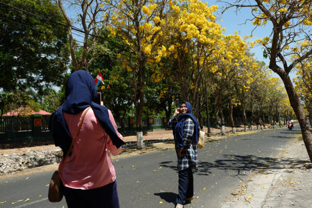 Salah seorang mahasiswi foto dengan backround bunga Tabebuya di Jalan Wijaya Kusuma, Kota Batu, Selasa (1/10). Foto: Raisa Hasnia/tugumalang.id