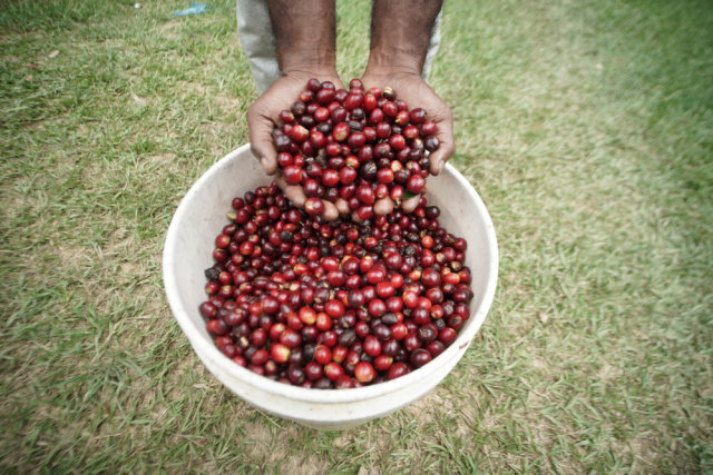 Kopi Papua Foto: Shutter  Stock