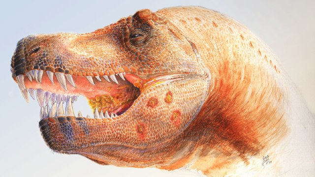 Foto: T-Rex adalah dinosaurus terganas dengan gigi dan cakar yang tajam