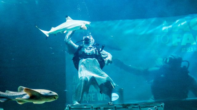 Feeding Shark Face to Face di SeaWorld Ancol. Foto: Helinsa Rasputri/kumparan