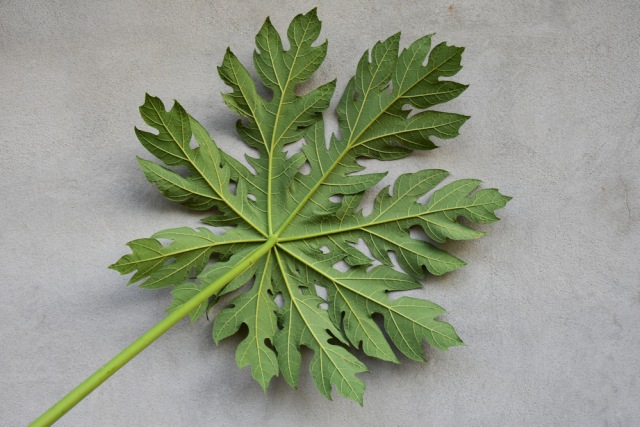 Daun pepaya