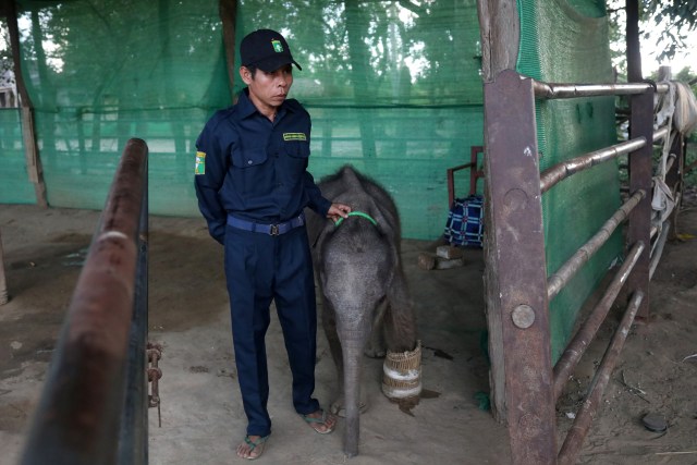 Petugas menggiring Ayeyar Sein usai diobati kakinya di Wingabaw Elephant Camp, Bago, Myanmar. Foto: REUTERS/Ann Wang