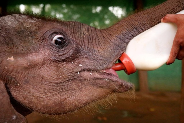 Gajah terperangkap di Myanmar