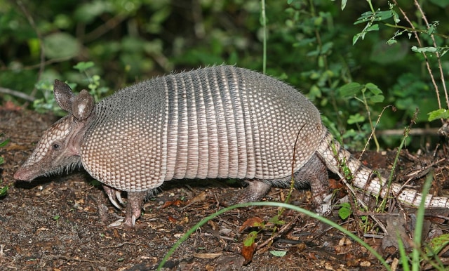 Ilustrasi armadillo. Foto: wikimedia.commons