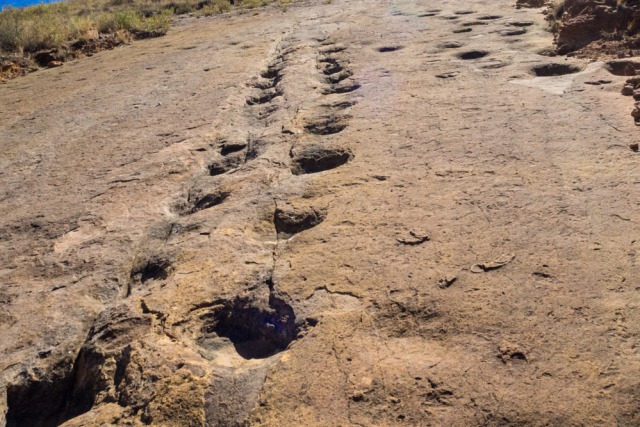 Jejak kaki dinosaurus yang ada di taman nasional tersebut Foto: Shutter Stock