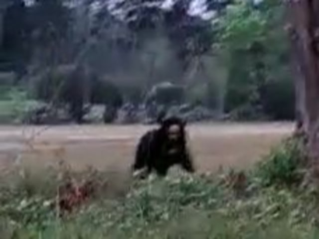 Potongan gambar dari video warga yang merekam beruang madu berkeliaran di lapangan Lanud Iskandar Pangkalan Bun.