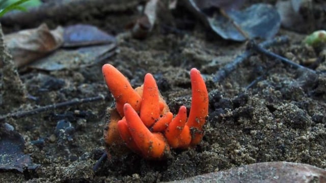 Jamur karang api difoto oleh Ray Palmer di pinggiran hutan Cairns, Australia. Foto: Dok. Ray Palmer