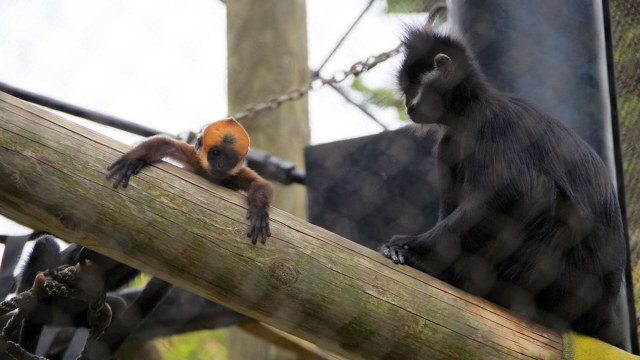 Monyet Langka Terancam Punah Berhasil Melahirkan di Kebun Binatang (66421)