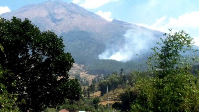 Hutan Perhutani Di Gunung Sumbing Kembali Terbakar