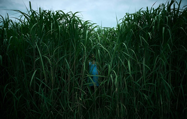 Cuplikan film In The Tall Grass (Foto: Netflix)