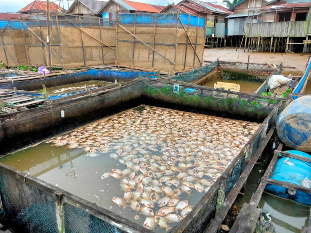 Ikan bawal mati massal di Sungai Martapura, Kelurahan Banua Anyar, Kota Banjarmasin pada Minggu (6/10). Foto: Syahbani/banjarhits.id