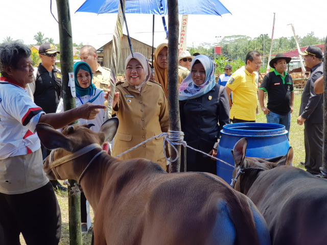 Bupati Kobar Nurhidayah saat meninjau peserta panen pedet di Desa Sungai Pakit. (Foto: Joko Hardyono)