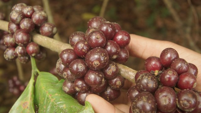Ketua BUMDes: Sudah Jadi Geopark, Kopi Tambora Juga Perlu Perhatian (296086)