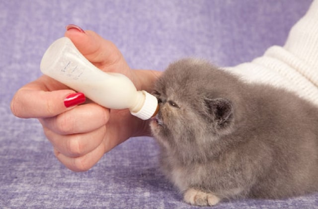 5 Alternatif Susu untuk Anak Kucing yang Mudah Dicari  kumparan.com