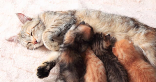 5 Alternatif Susu untuk Anak Kucing yang Mudah Dicari  kumparan.com