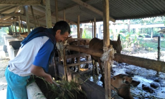 Mengenal Tumpek Kandang, Tradisi Bali Menghormati Binatang