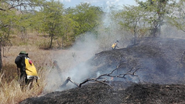 Petugas TN Tambora berusaha memadamkan api akibat Karhutla. Foto: TN Tambora