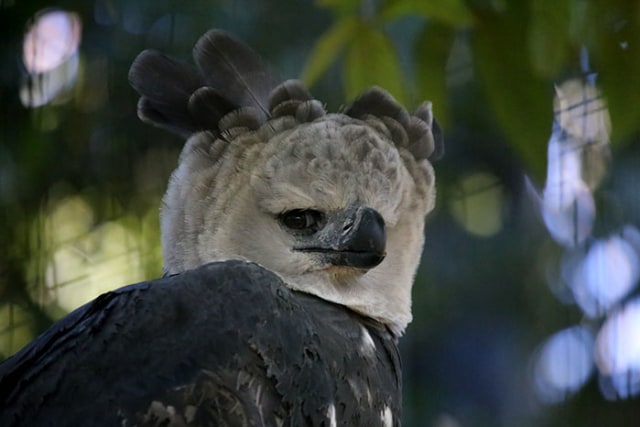 Elang Harpy (Foto: Birds.nature)