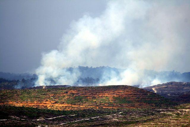 Banyak petani di Indonesia menggunakan metode tebang dan bakar untuk membuka lahan pertanian. Foto oleh Wakx/Flickr
