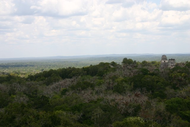 Ilustrasi hutan hujan di Meksiko. Foto: rharrison via wikimedia commons.