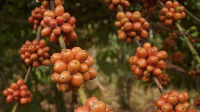 Kopi robusta orange Tambora. Foto: Info Dompu
