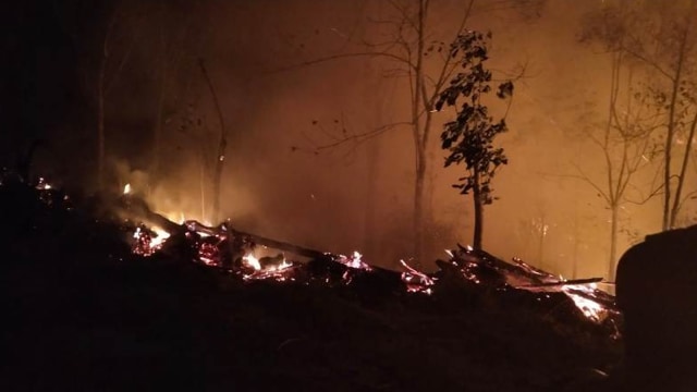 API membesar membakar tanaman karet di Bukik Cokiak, Muara Lembu, Kuansing, Riau, Sabtu malam, 12 Oktober 2019. 