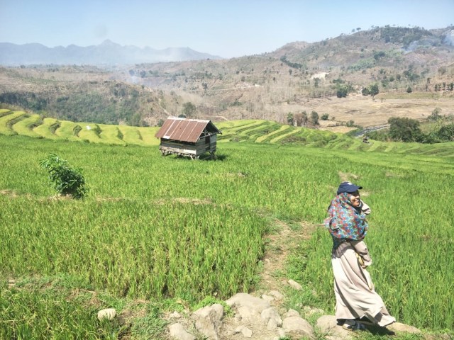 Pemandangan sawah di Desa Karamabura, Dompu. Foto: Vani Oktaviani