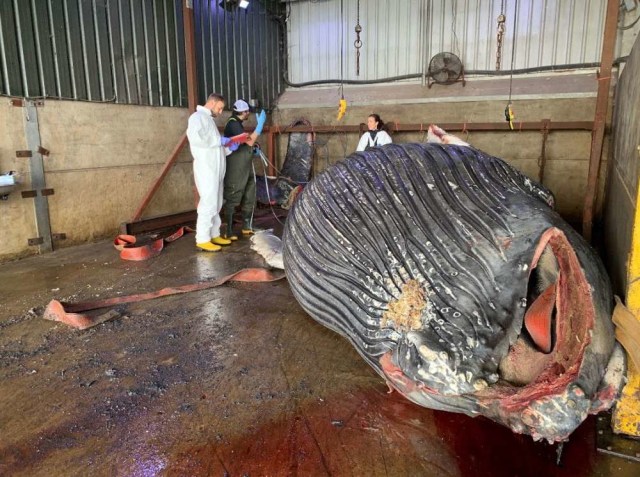 Seekor paus bungkuk terdampar di Inggris, diduga ditabrak kapal. Foto: ©Rob Deaville/ZSL