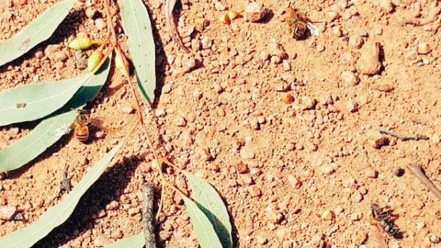 Lebah-lebah di Australia mendadak jatuh dari langit. Foto: Cormac Farrell/Twitter @jagungal1
