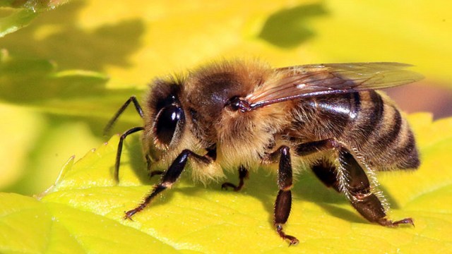 Unduh 880 Koleksi Gambar Hewan Lebah Terbaik 