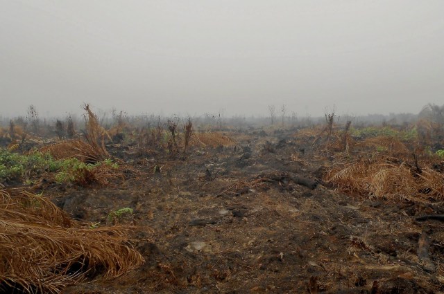 Lahan sisa kekabaran hutan. Foto: Dok. Walhi