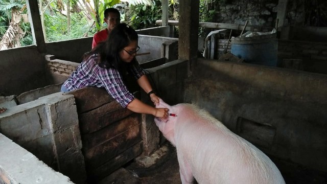 Pemkab Tapanuli Utara saat memberi Vaksin pada babi. Foto: Dok. Istimewa